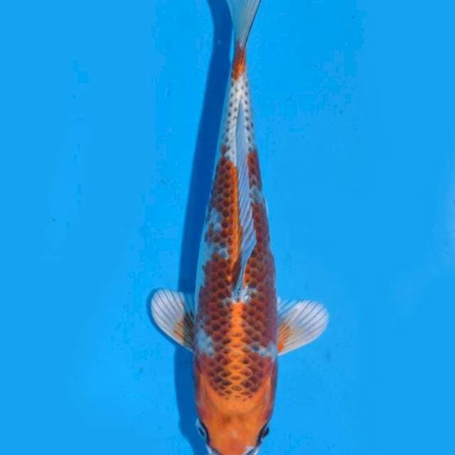 Kujaku (Saito) 21cm. Import & Sertifikat
