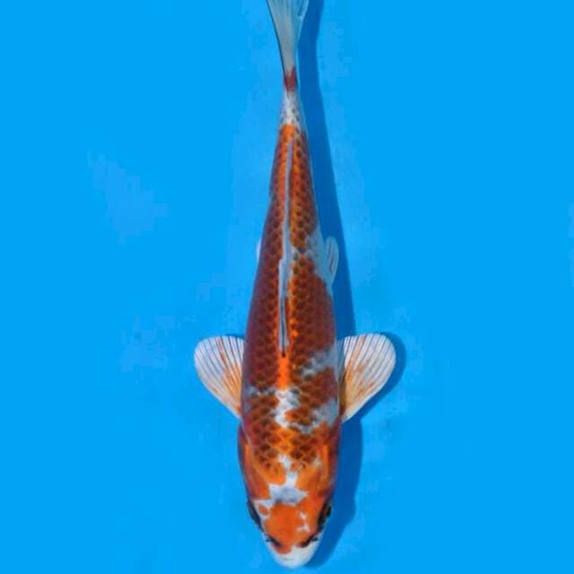 Kujaku (Saito) 20cm. Import & Sertifikat