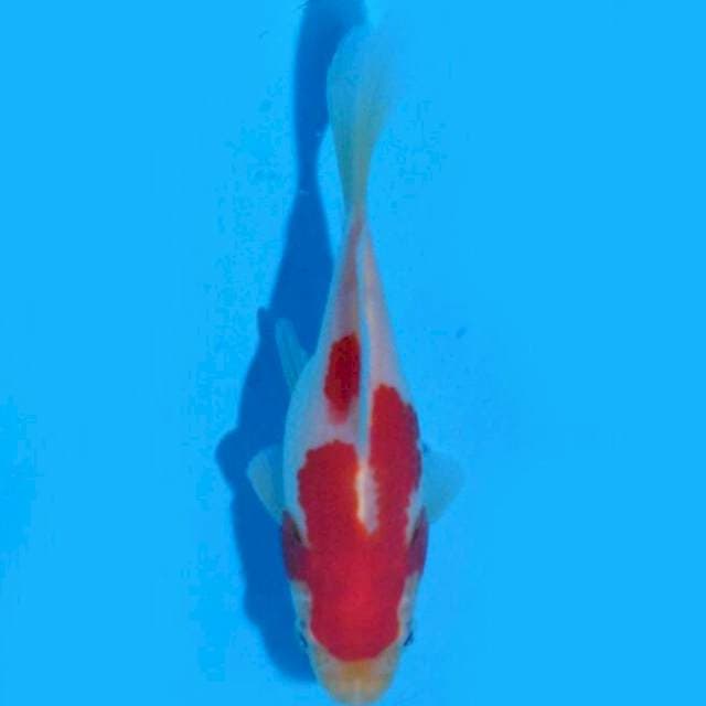 Tamasaba (Marushin) 12cm. Import & Sertifikat