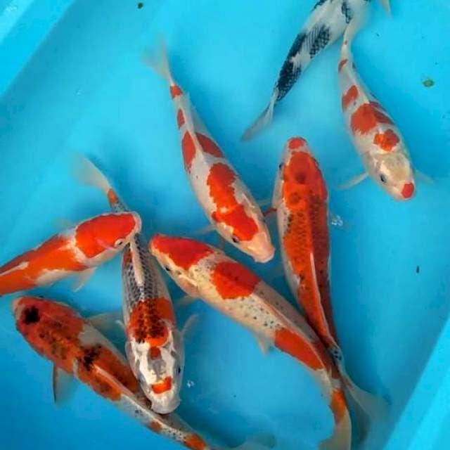 Mix 30-34 cm