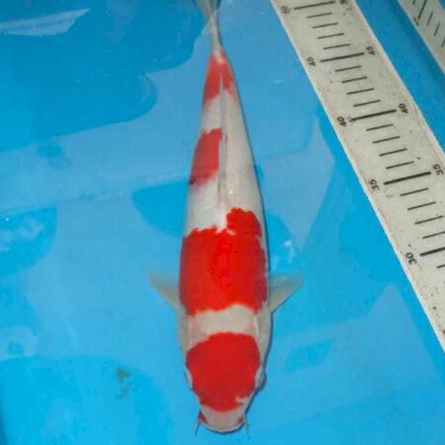 KOHAKU