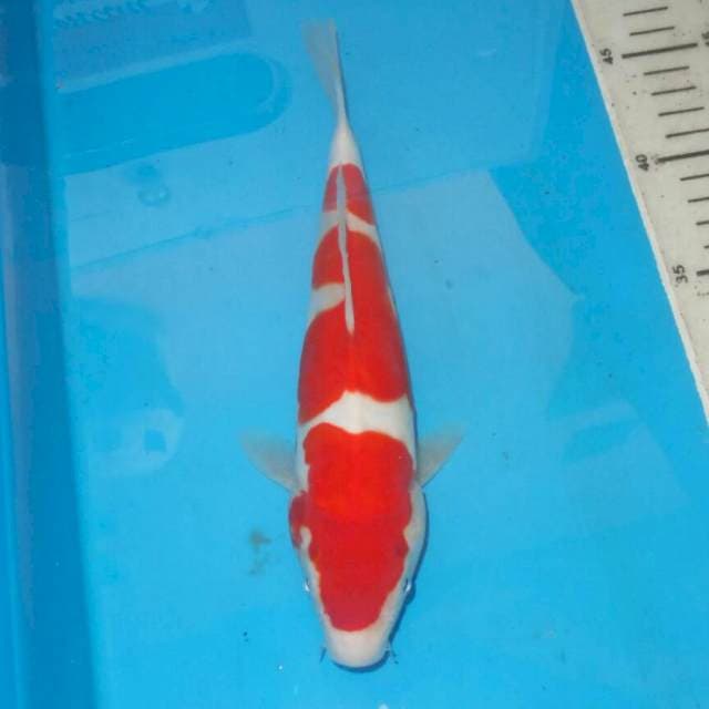 ISTIMEWA KOHAKU