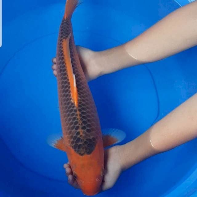 Aka matsuba 44 cm