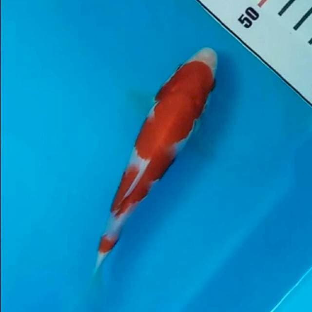Kohaku Bloodline Taniguchi