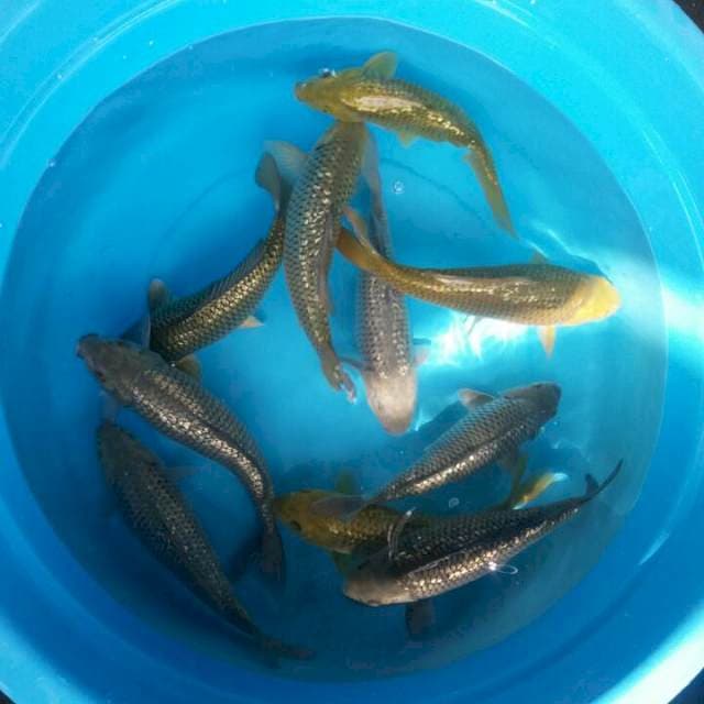 mix caghoi saraghoi ful ginrin body munuk