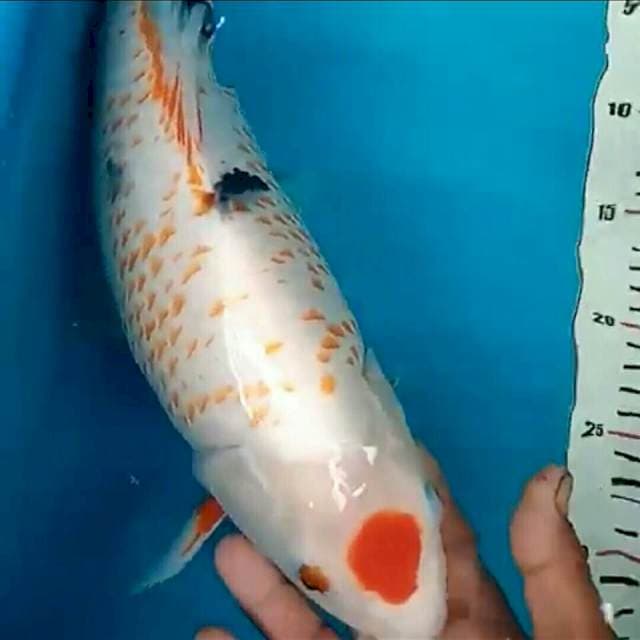 Maruten Sanke Kanoko