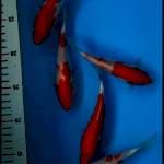 Kohaku Bloodline Taniguchi