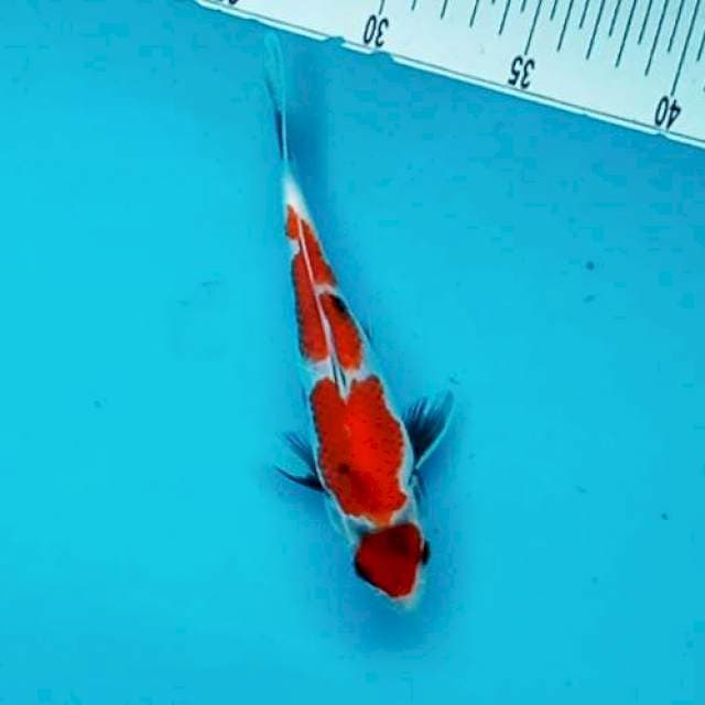 B. MARU SHOWA #18CM