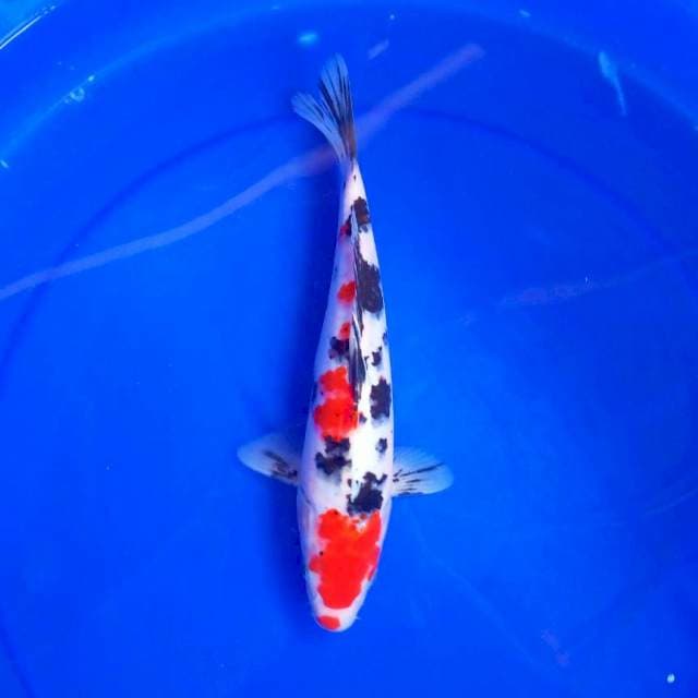 F. MARU SANKE #29CM