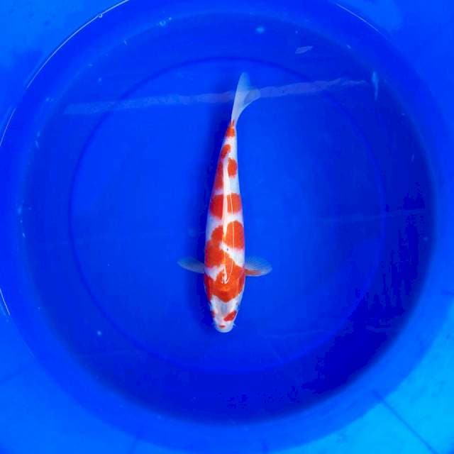 G. GOSHIKI LORENG #30CM