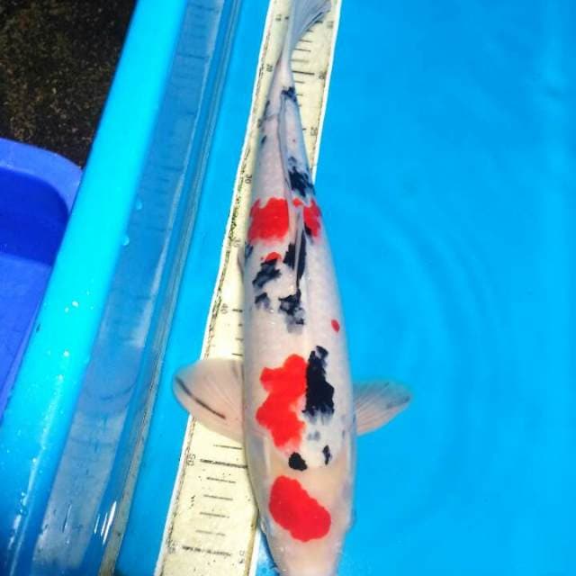 SANKE PEJANTAN  43 CM