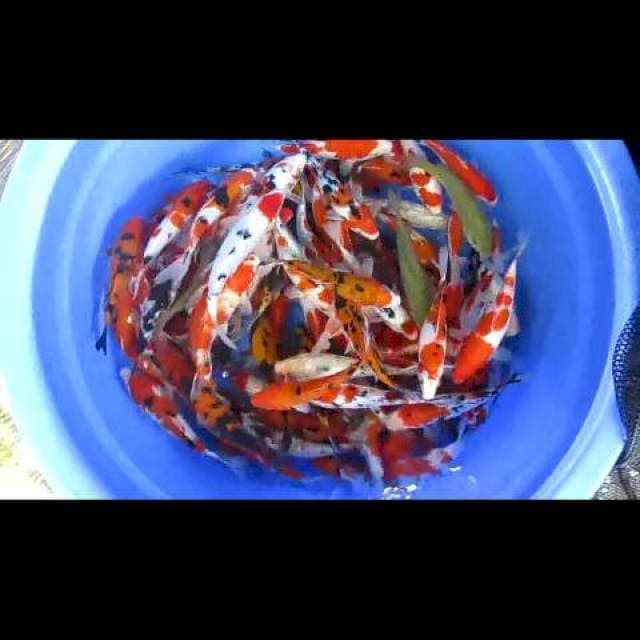 Paket mix 100 ekor