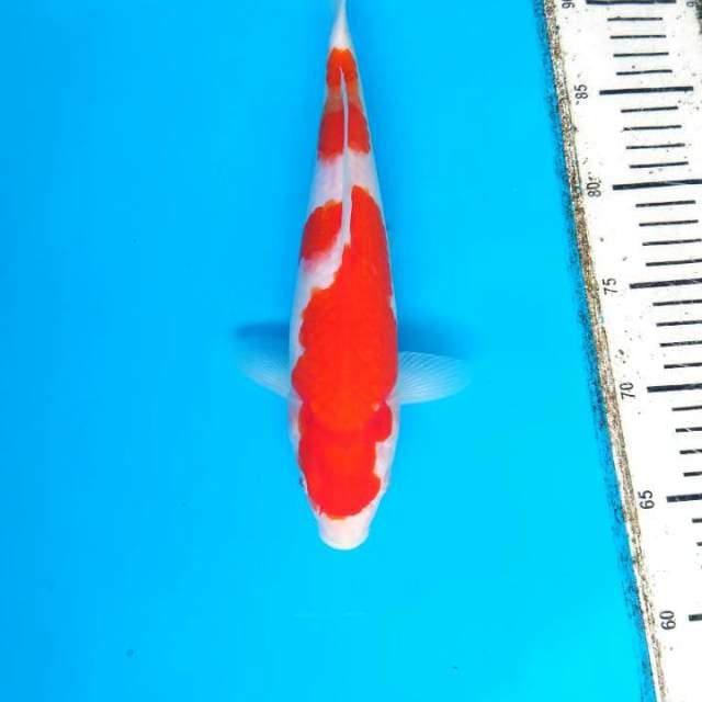 F1 kohaku beni strong 27 cm