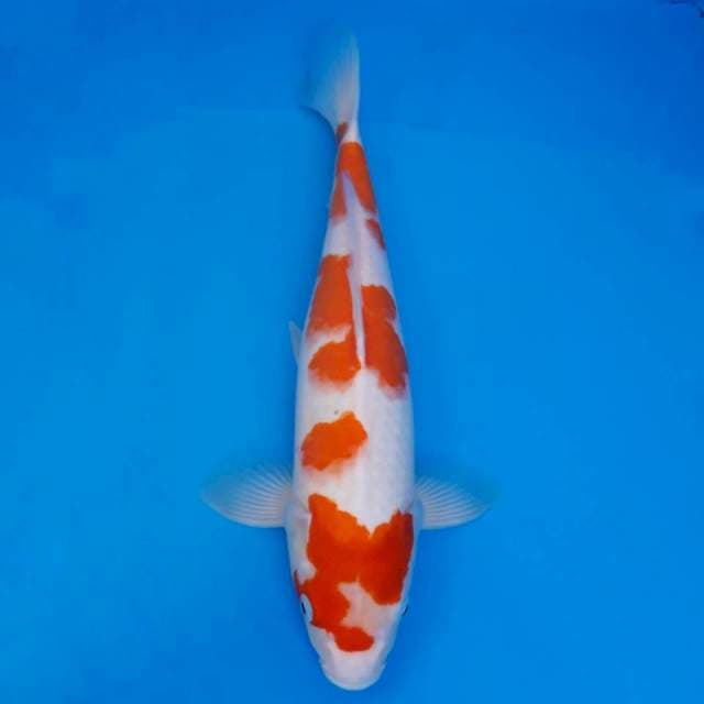 Kohaku jumbo quality