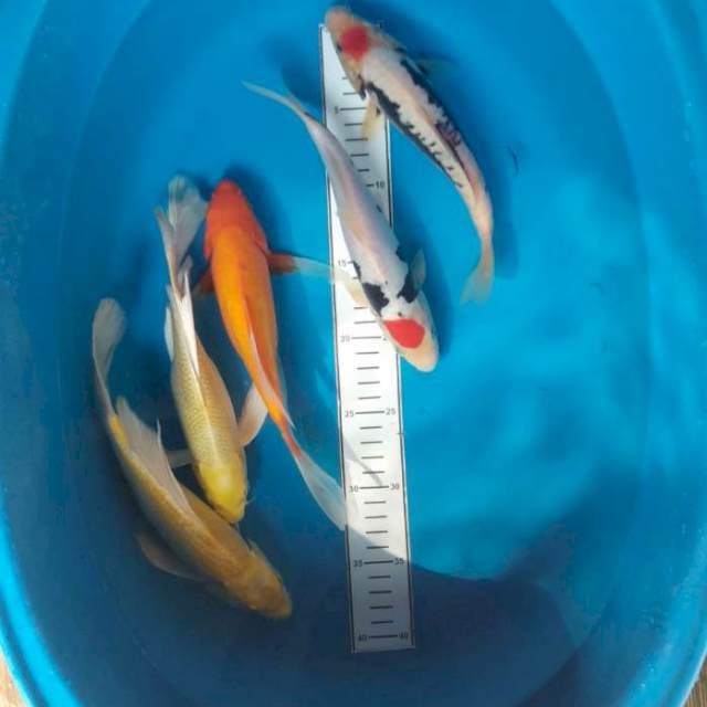 Mix
