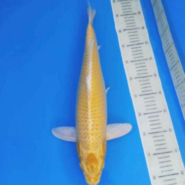 Yamabuki ogon 49 cm