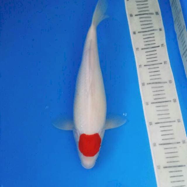 Tancho 40 cm