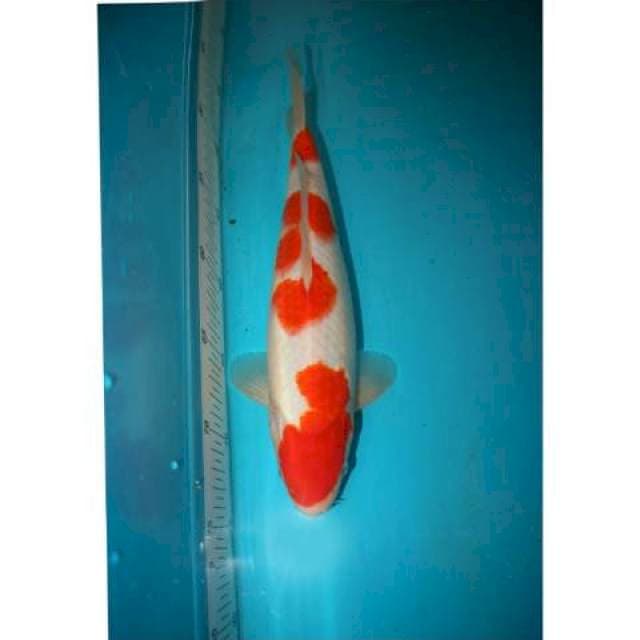 KOHAKU 30 CM