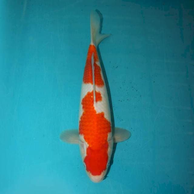 KOHAKU 27 CM