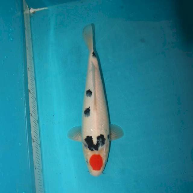 TANCHO SANKE 31 CM