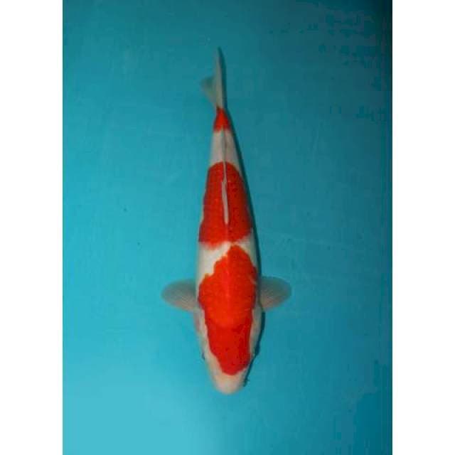 KOHAKU 30 CM