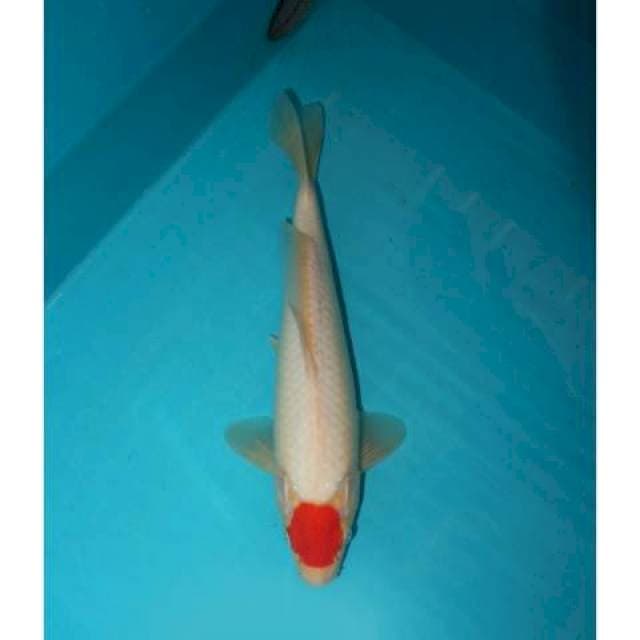 TANCHO KOHAKU 26 CM