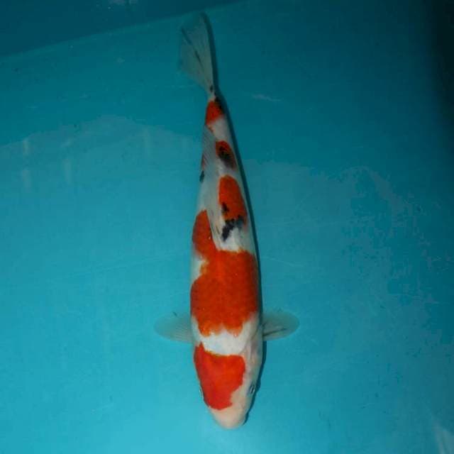 SANKE 28 CM