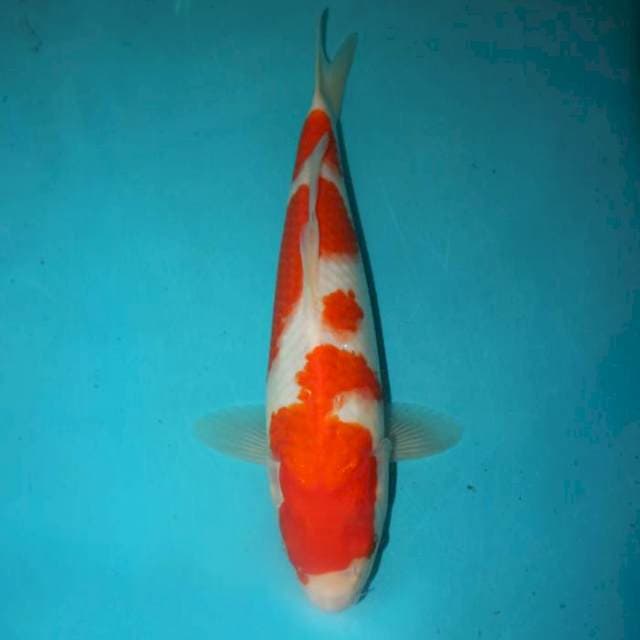 KOHAKU 29 CM