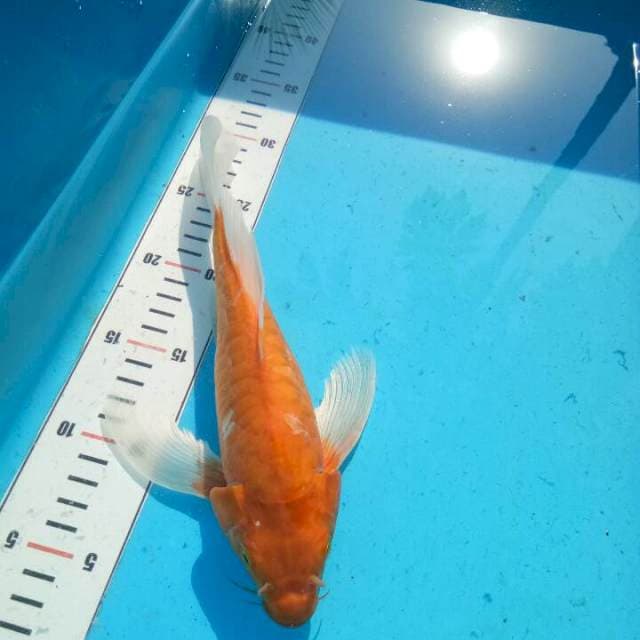 TYK Ogon Kumpay 27cm