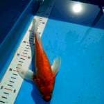 TYK Ogon Kumpay 27cm
