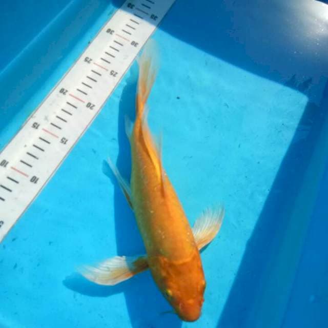 TYK Ogon Kumpay 27cm