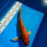 TYK Ogon Kumpay 27cm