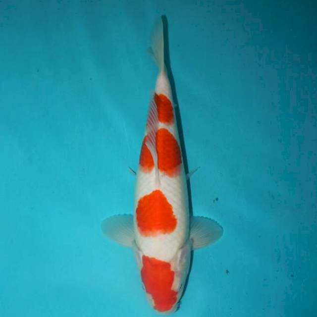 KOHAKU 27 CM