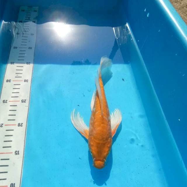 TYK Ogon Kumpay 25cm