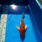 TYK Ogon Kumpay 25cm