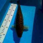 TYK Chagoi Aragoke 30cm