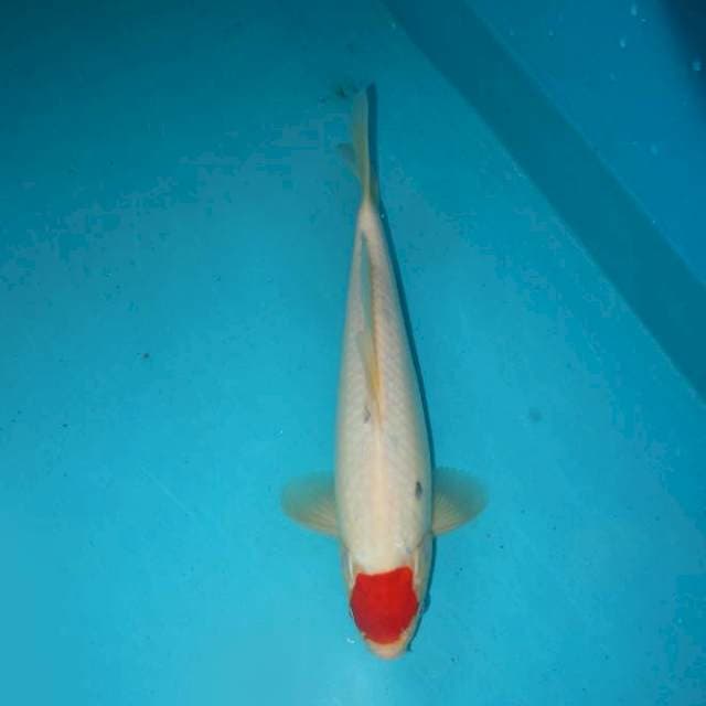 TANCHO SANKE TATEGOI 29 CM