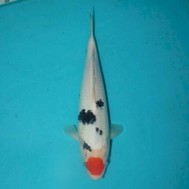TANCHO SANKE 27 CM