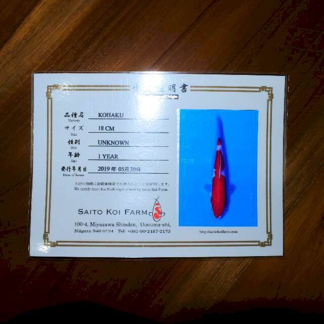 Kohaku (Saito) 18 cm. Import dan sertifikat