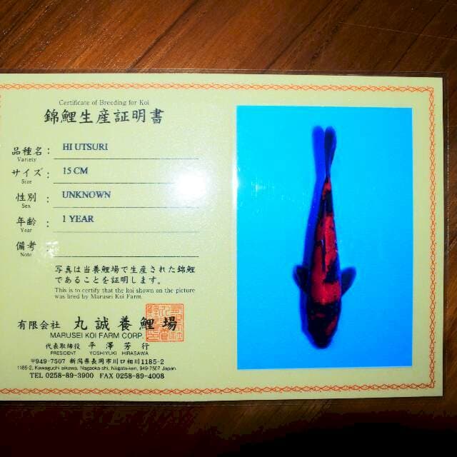 Hi Utsuri (Marusei) 15 cm. Import dan sertifikat