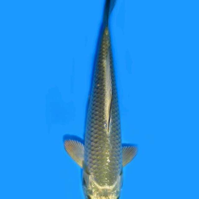 Mukashi Ogon (Marusei) 16 cm. Import dan sertifikat
