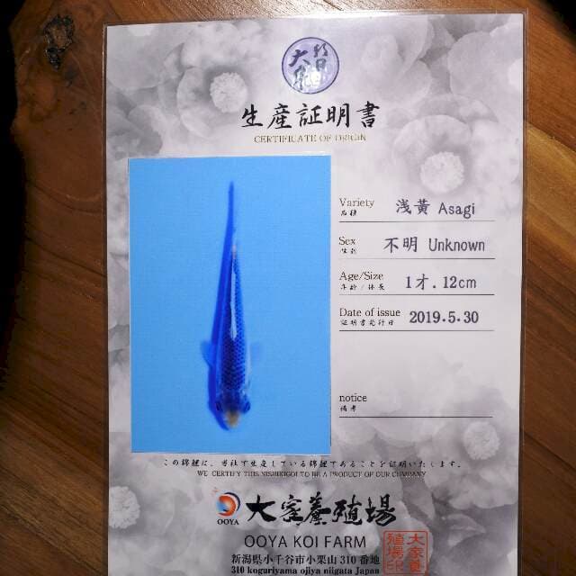 Asagi (Ooya) 12 cm. Import dan sertifikat
