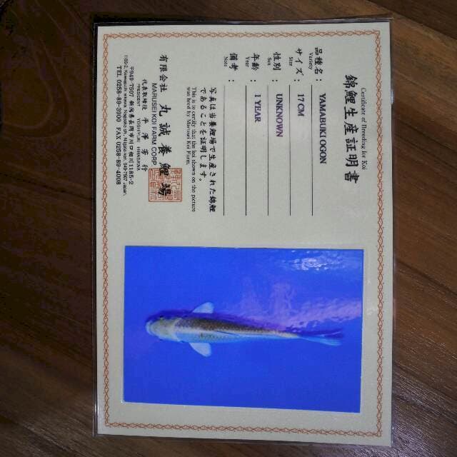 Yamabuki ogon (Marusei) 17 cm. Import dan sertifikat