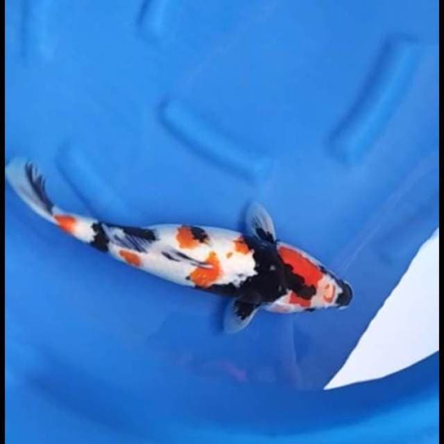 Jumbo Showa Mutogoro 