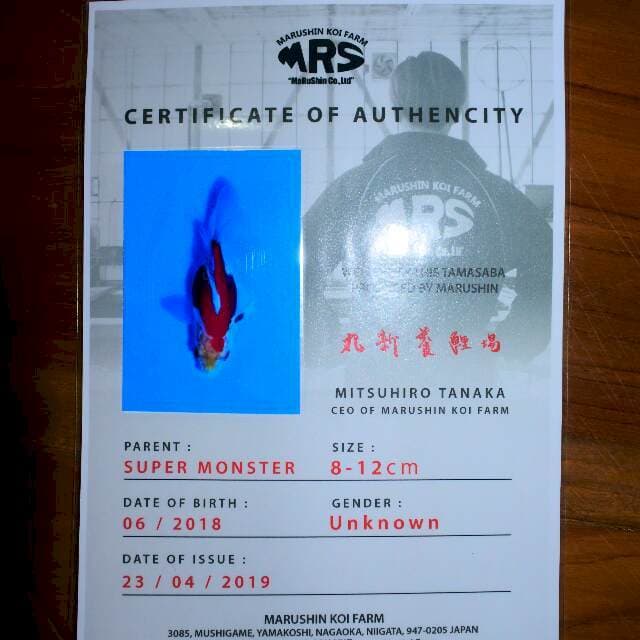 Tamasaba (Marushin) 7 cm import dan sertifikat