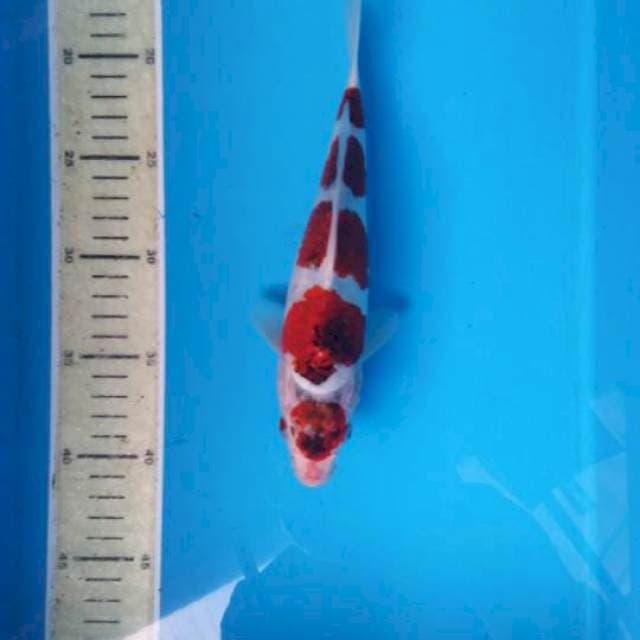 Maruten goromo