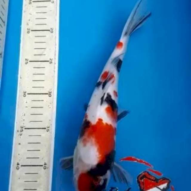 KINDAI SHOWA BLACK STRONG 27 CM