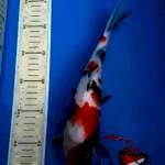 KINDAI SHOWA BLACK STRONG 27 CM