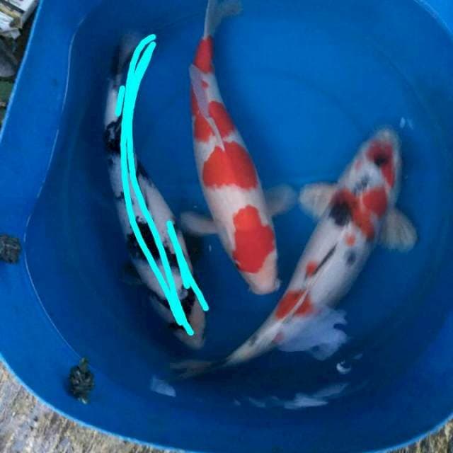 Sk mix koi