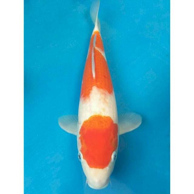 Okawa Maruten Kohaku